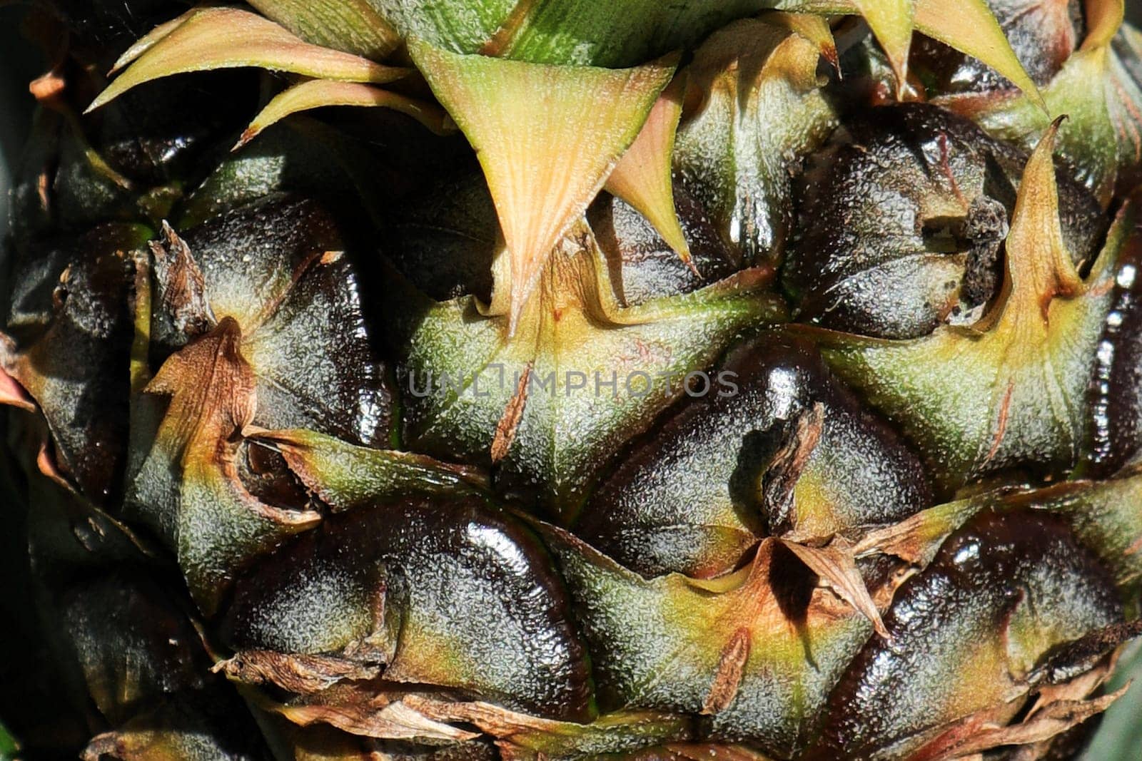 Macro of the scales on a pineapple fruit.