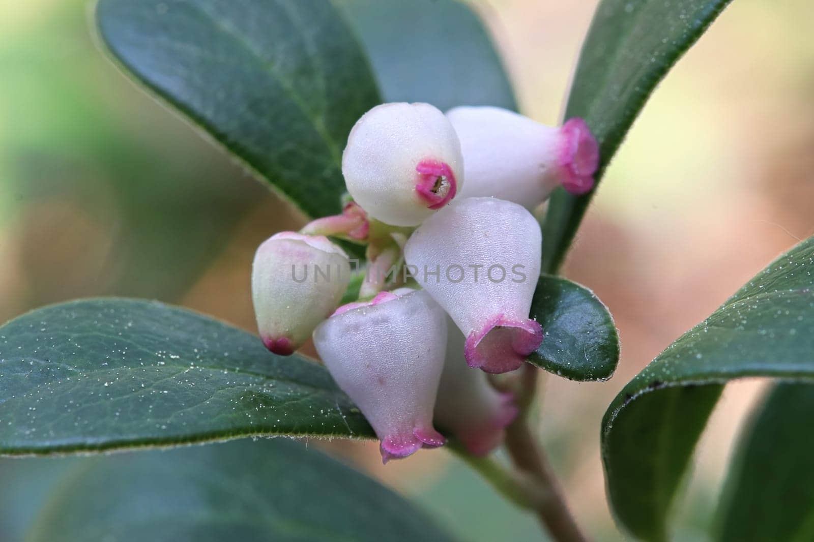 Macro of wild cranberry blossoms in the spring.