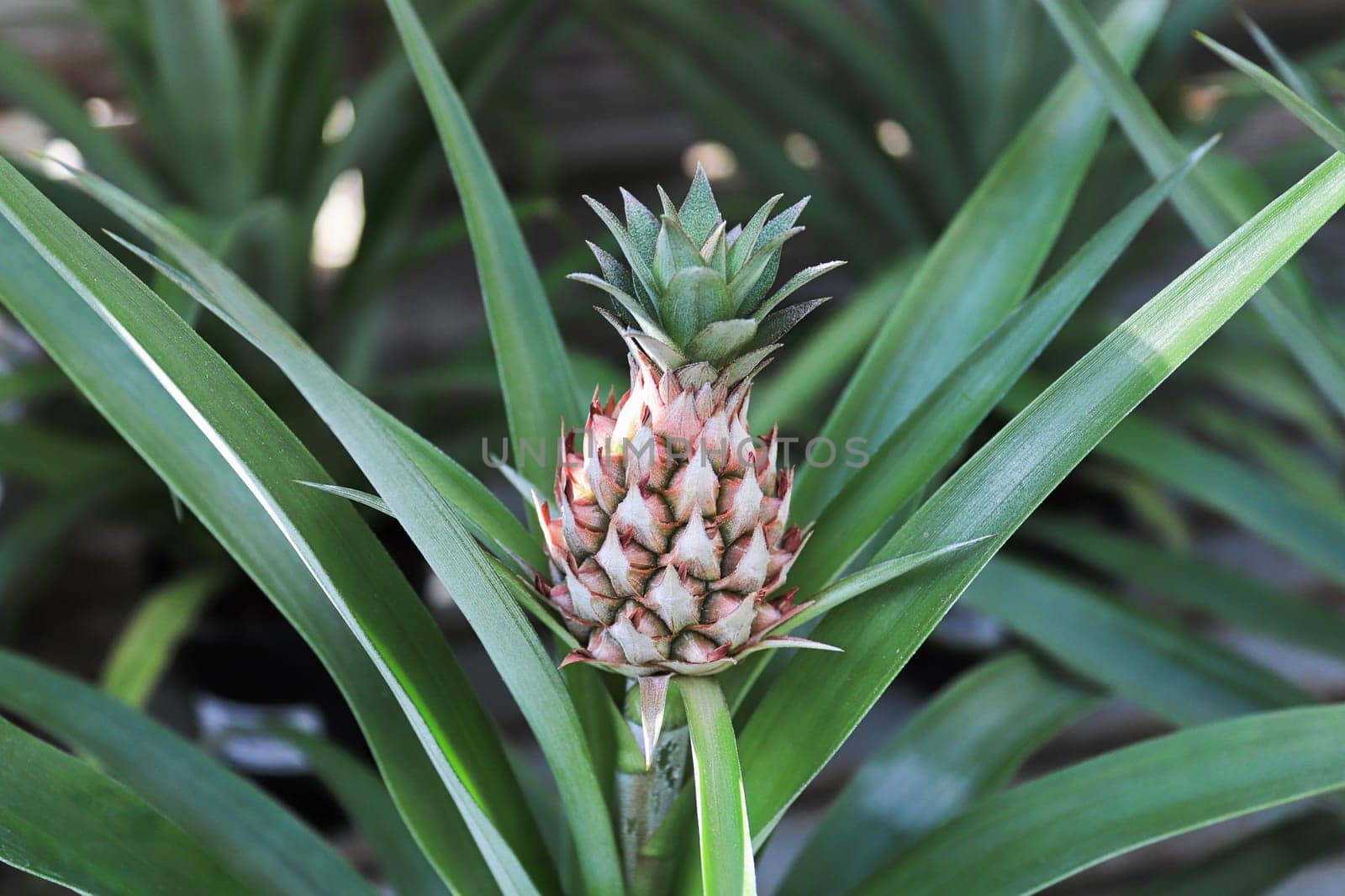 Closeup of a tiny pineapple growing on a houseplant.