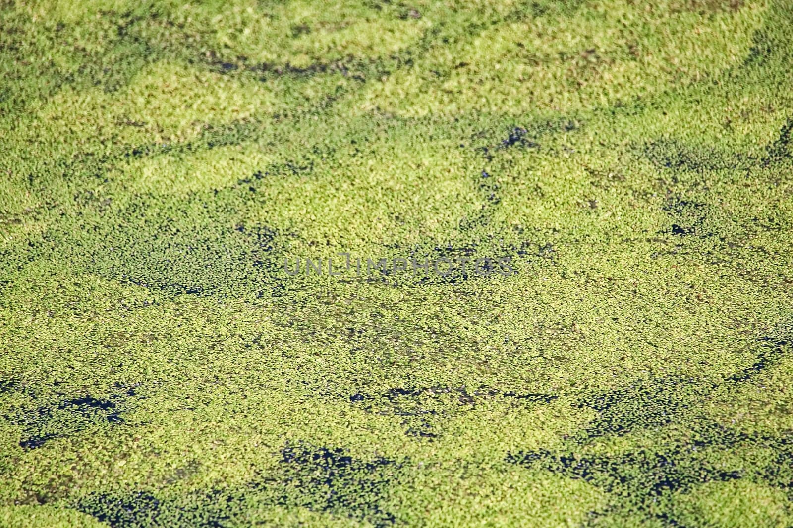 The top of pond water covered in duckweed.