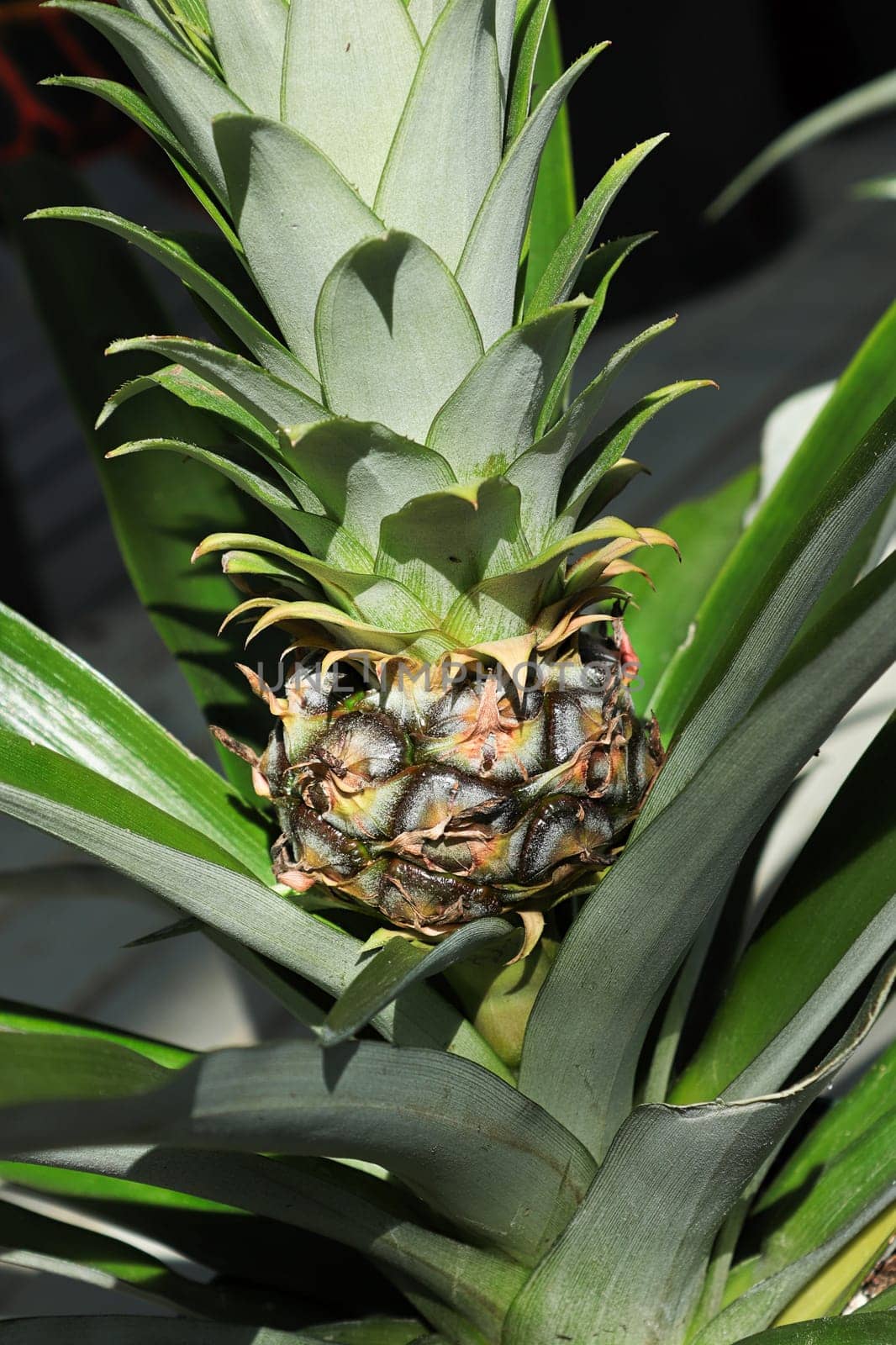 Closeup of a tiny pineapple growing on a houseplant.