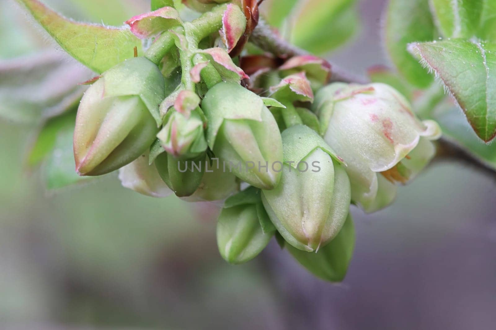 Macro of wild blueberry blossoms in the spring.