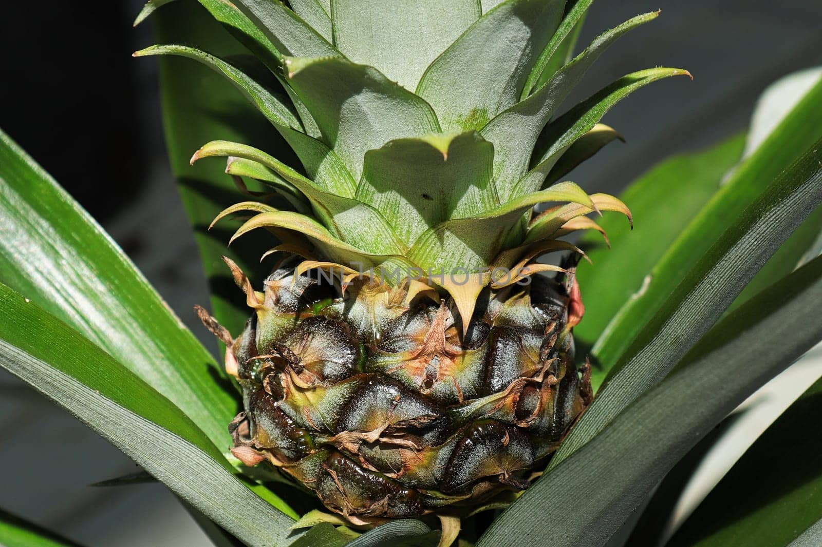 Closeup of a tiny pineapple growing on a houseplant.