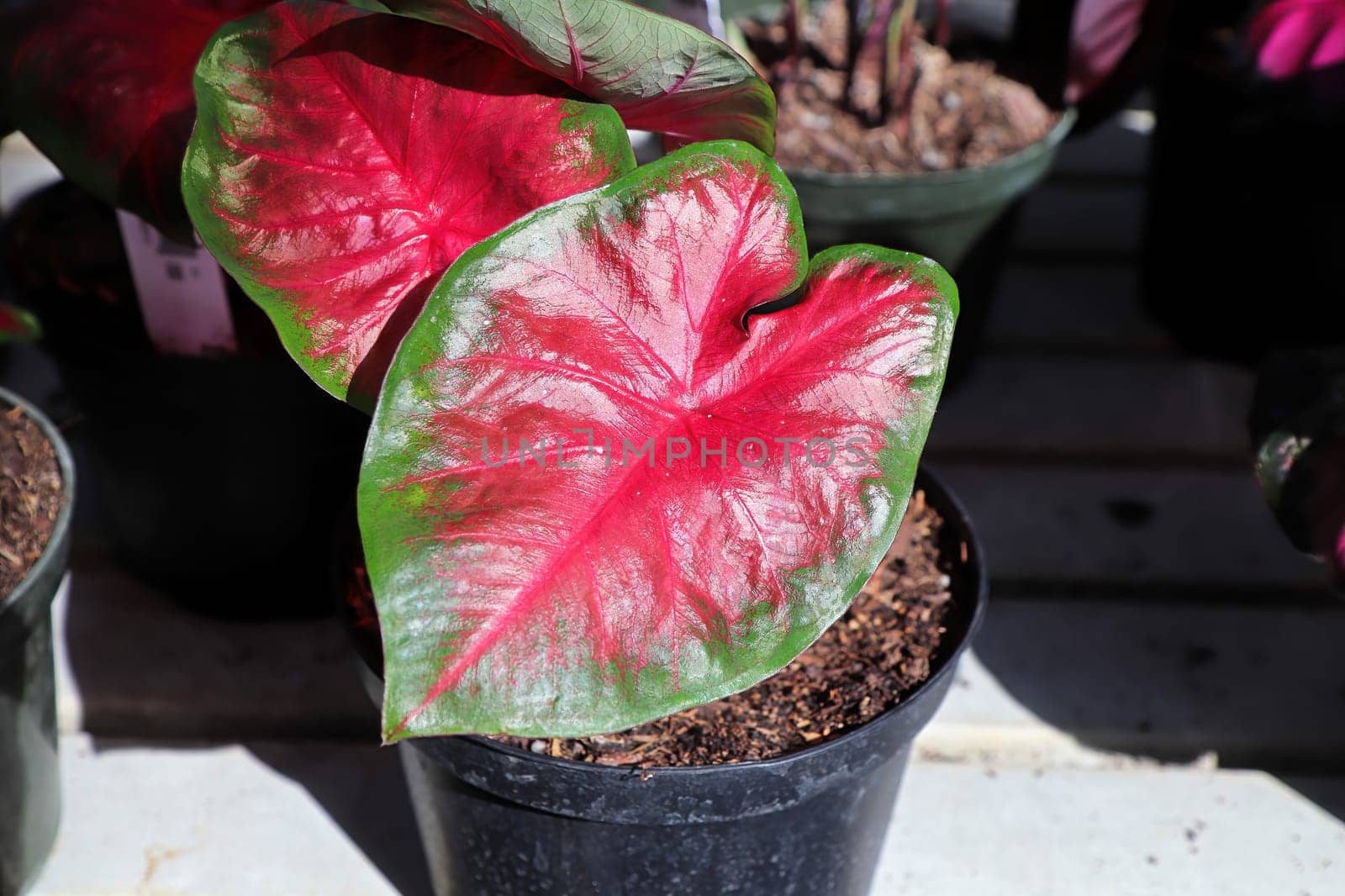 Bright colorful leaves on a Caladium plant.