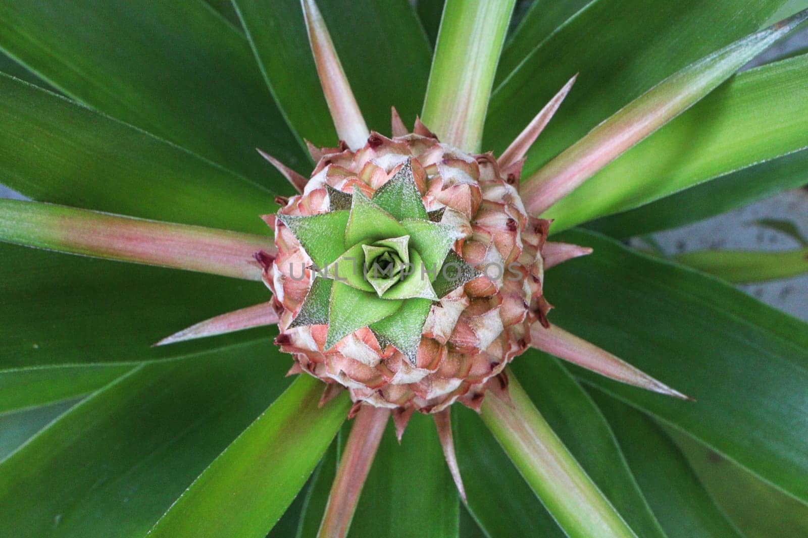 Top view of a pineapple fruit on a plant.