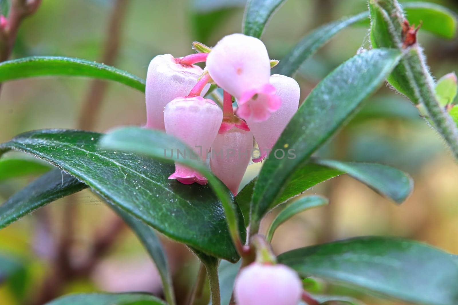 Macro of wild cranberry blossoms in the spring.