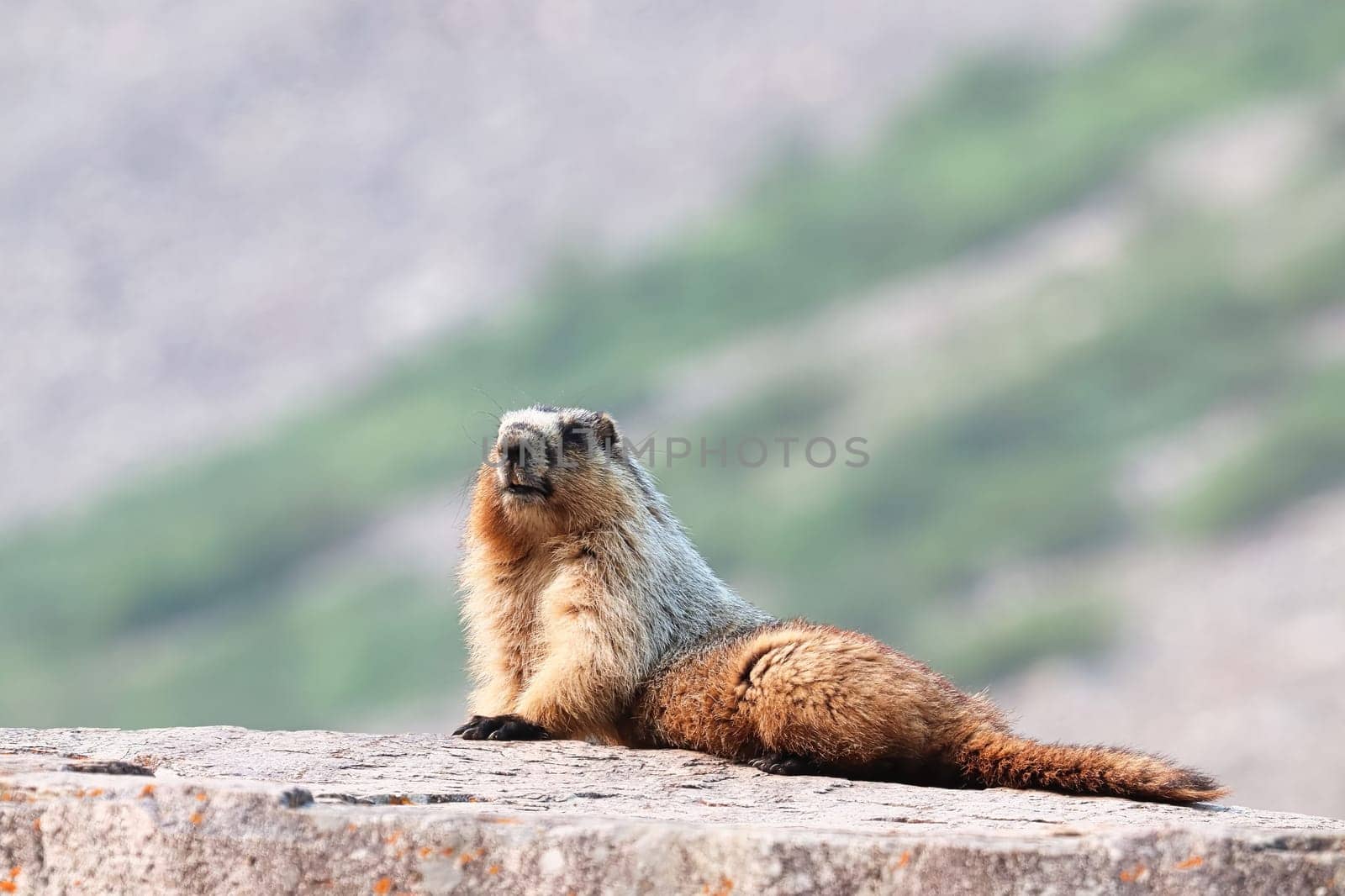 A marmot alert ontop of a large rock.