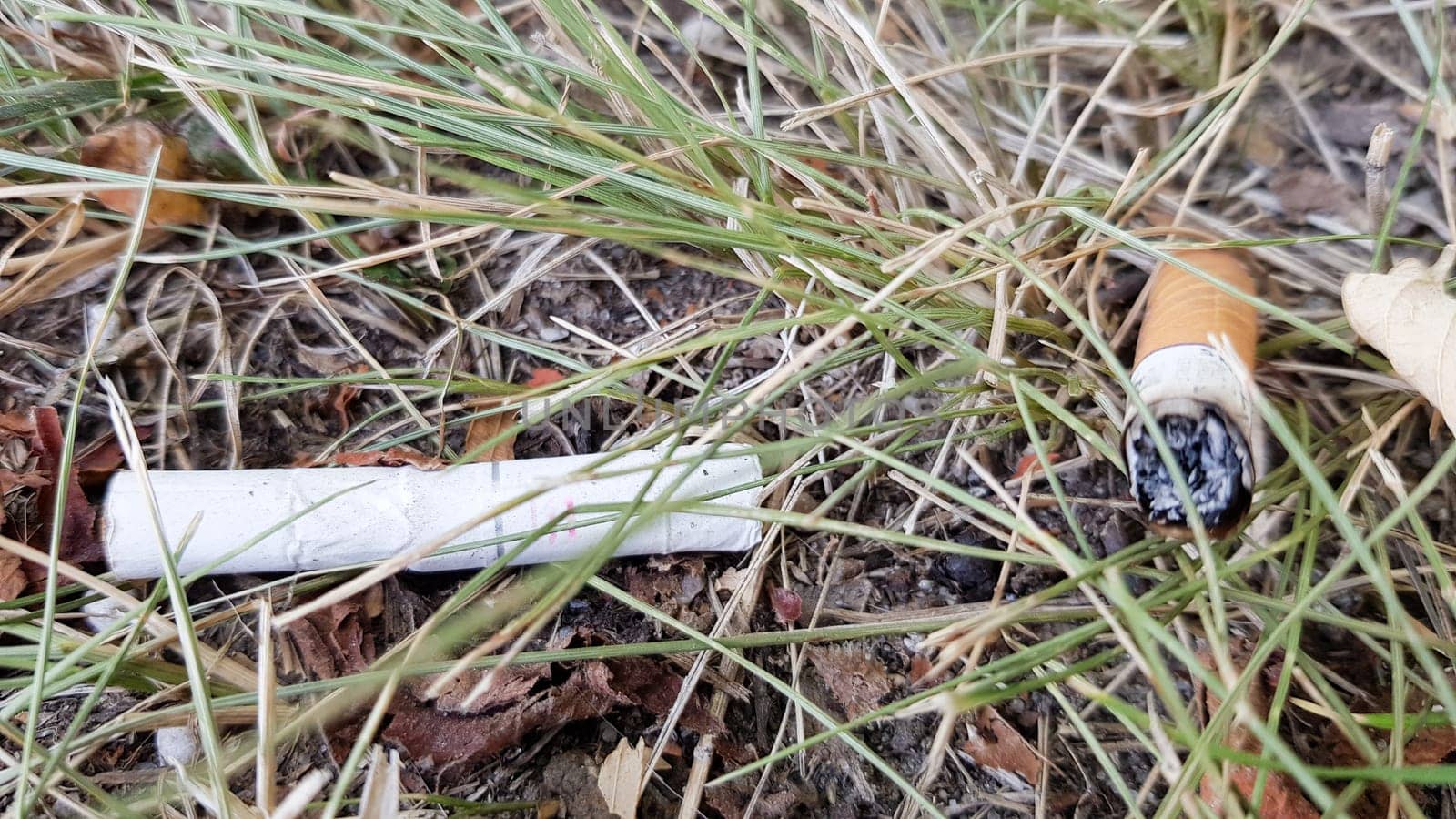 cigarette accidentally thrown into dry grass. Cigarette butt thrown into a green meadow, polluting nature and the environment.