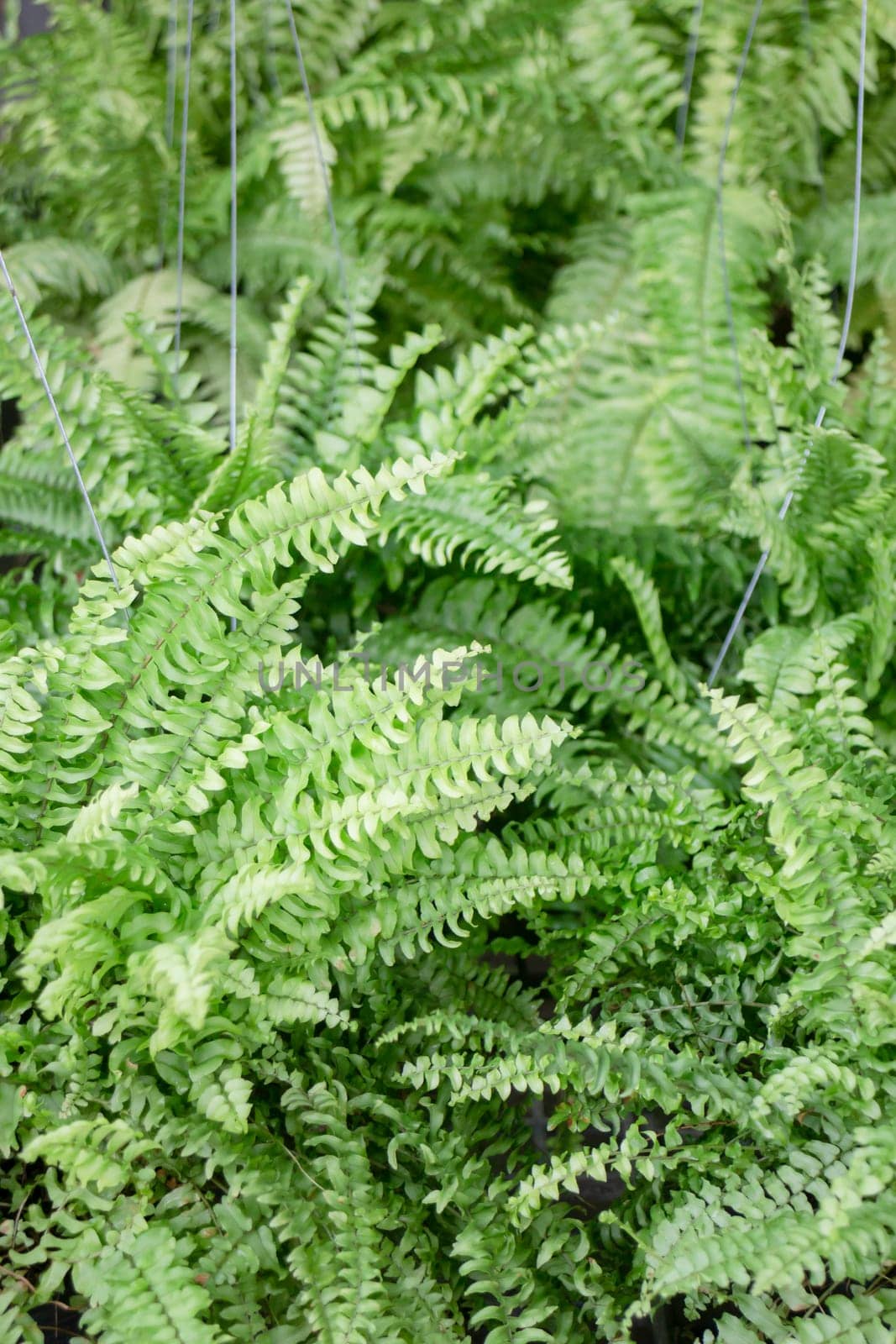 Tropical plant pot sale in green market, stock photo