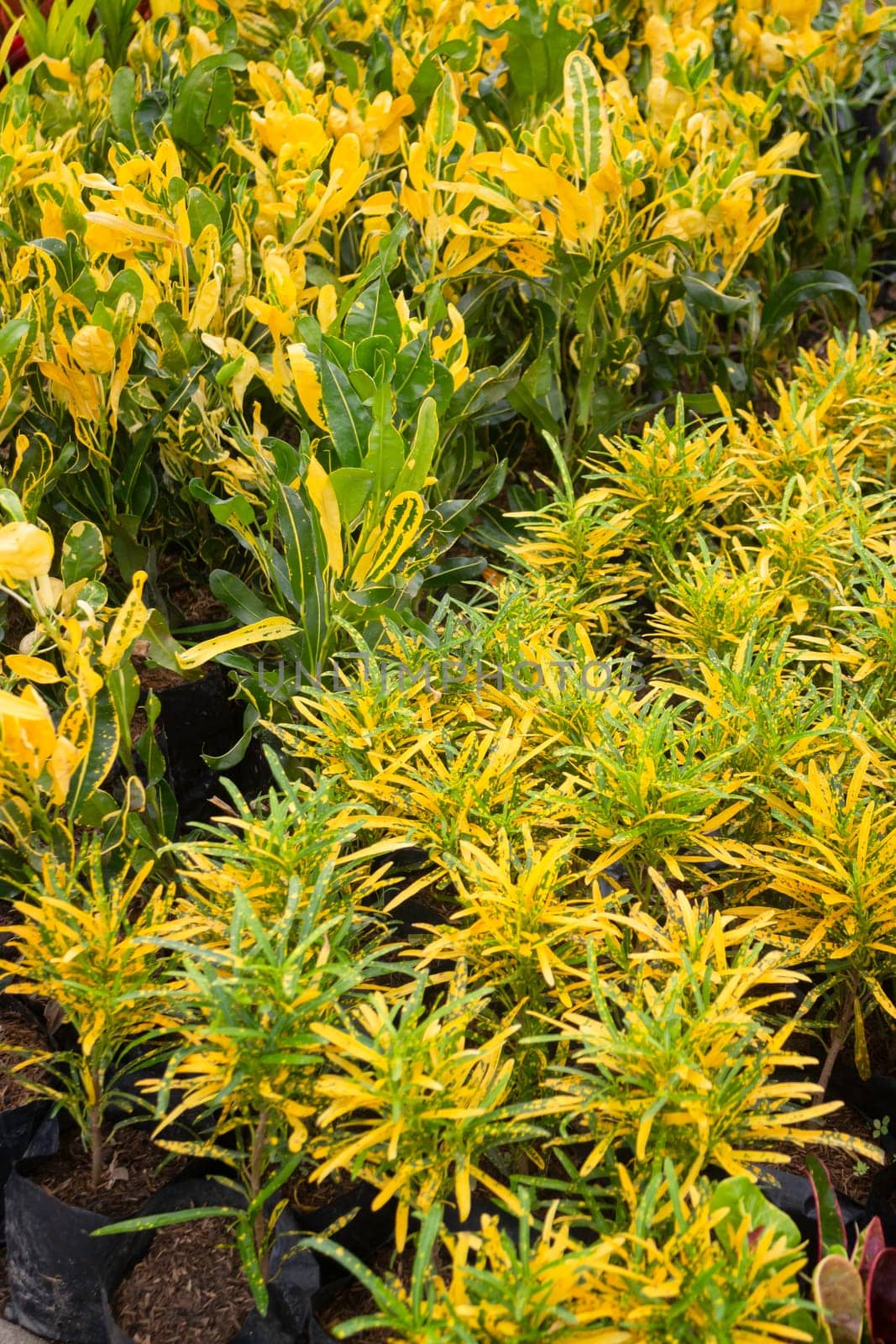 Tropical plant pot sale in green market, stock photo
