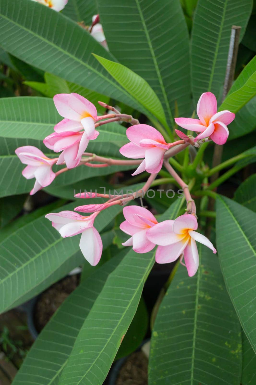 Tropical plant pot sale in green market, stock photo