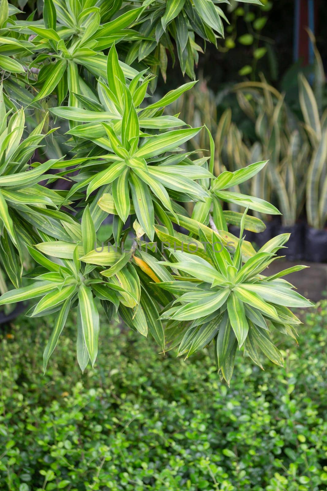 Tropical plant pot sale in green market, stock photo