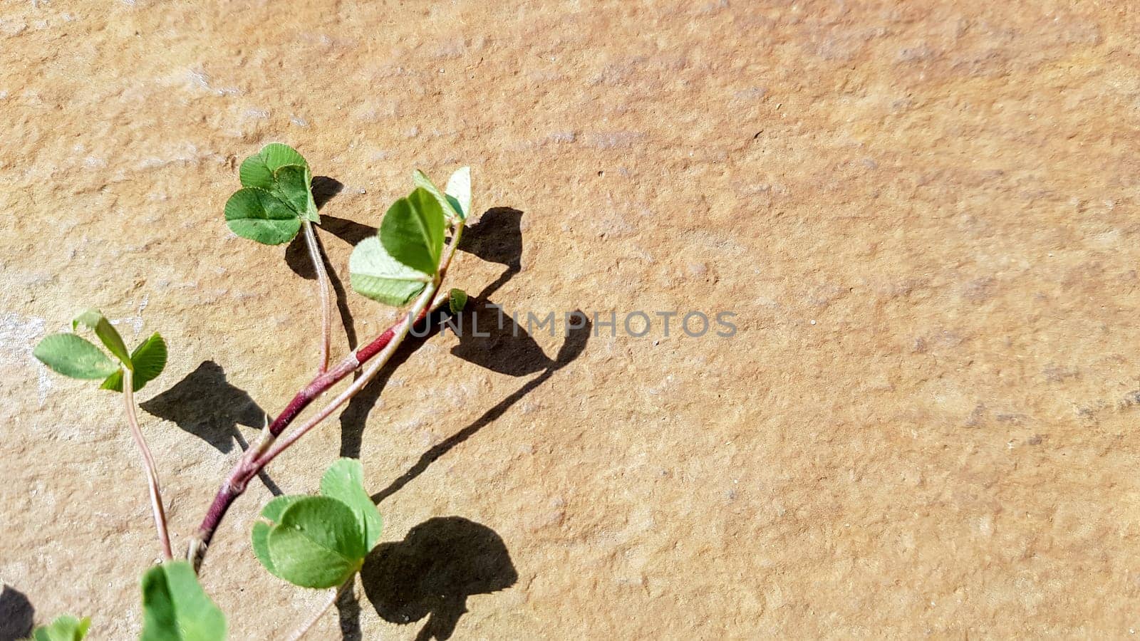 Green tropical leaves mockup on natural brown stone background with copy space top view
