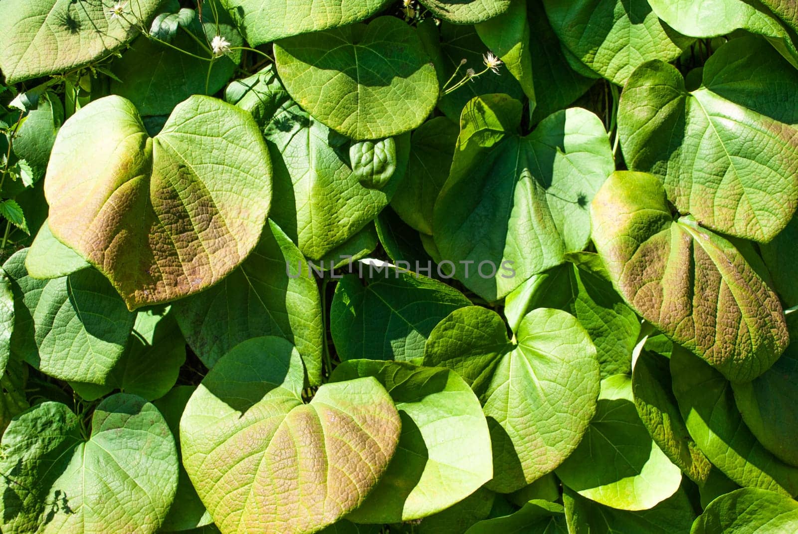 tropical leaf, large foliage, abstract green texture, nature background