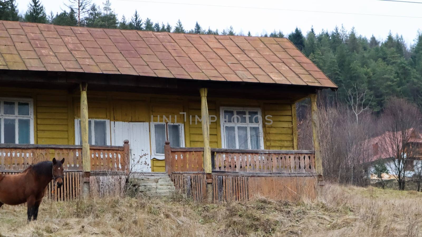 Brown horse near a wooden old village house. Nearby there is a beautiful forest and mountains. Ukraine, Yaremche - November 20, 2019.