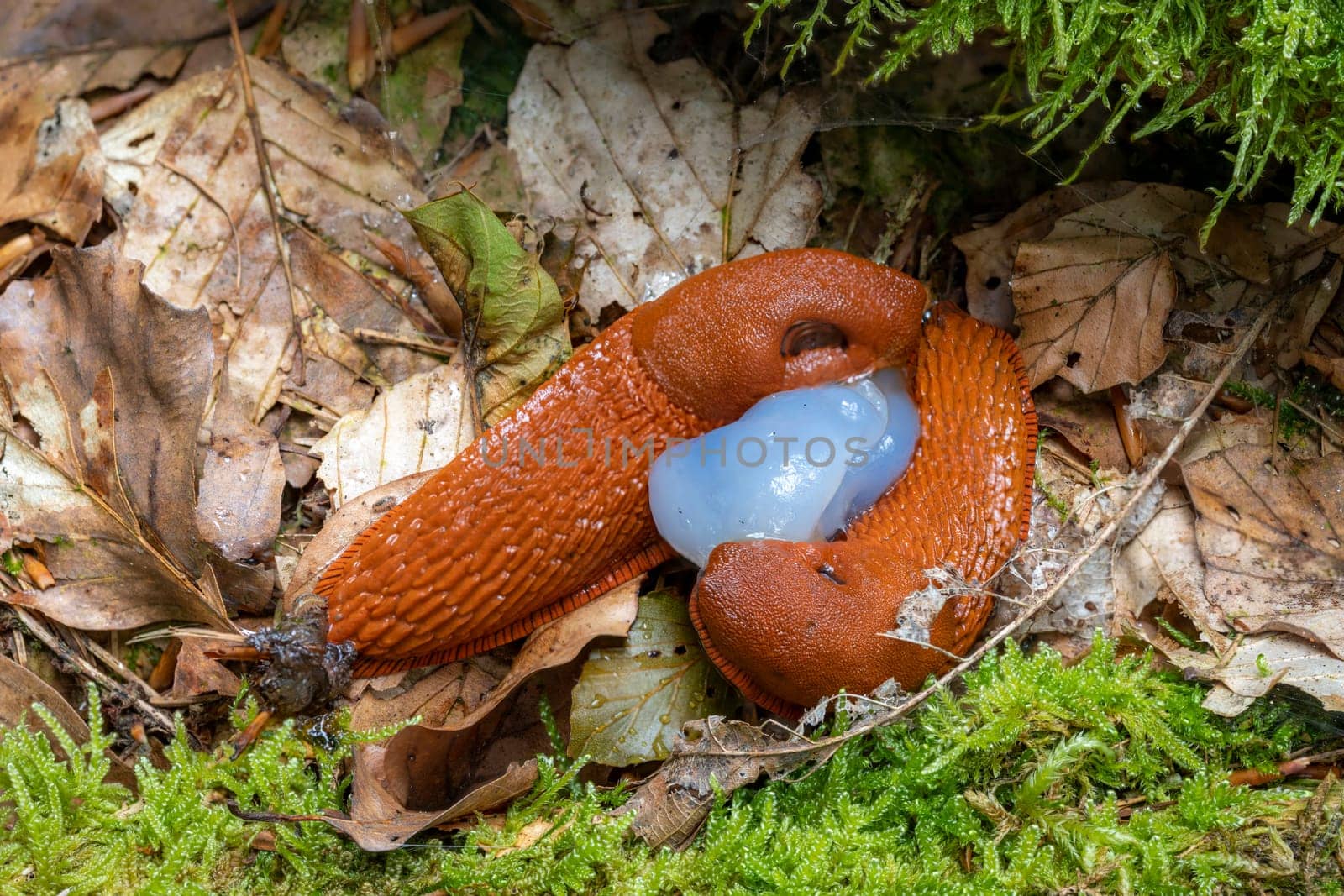 two red spanish slugs mating on the forest floor with leaves and moss