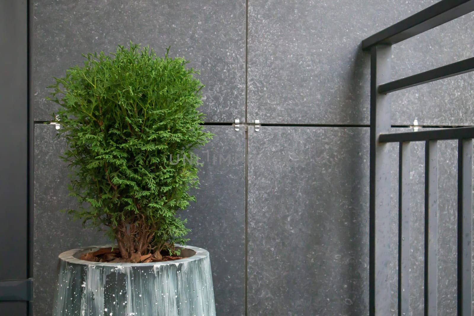 Green small spherical Chinese thuja in a concrete pot near the house at the entrance. Traditional home decorations. Entrance to the building, a pot of flowers and a small thuja