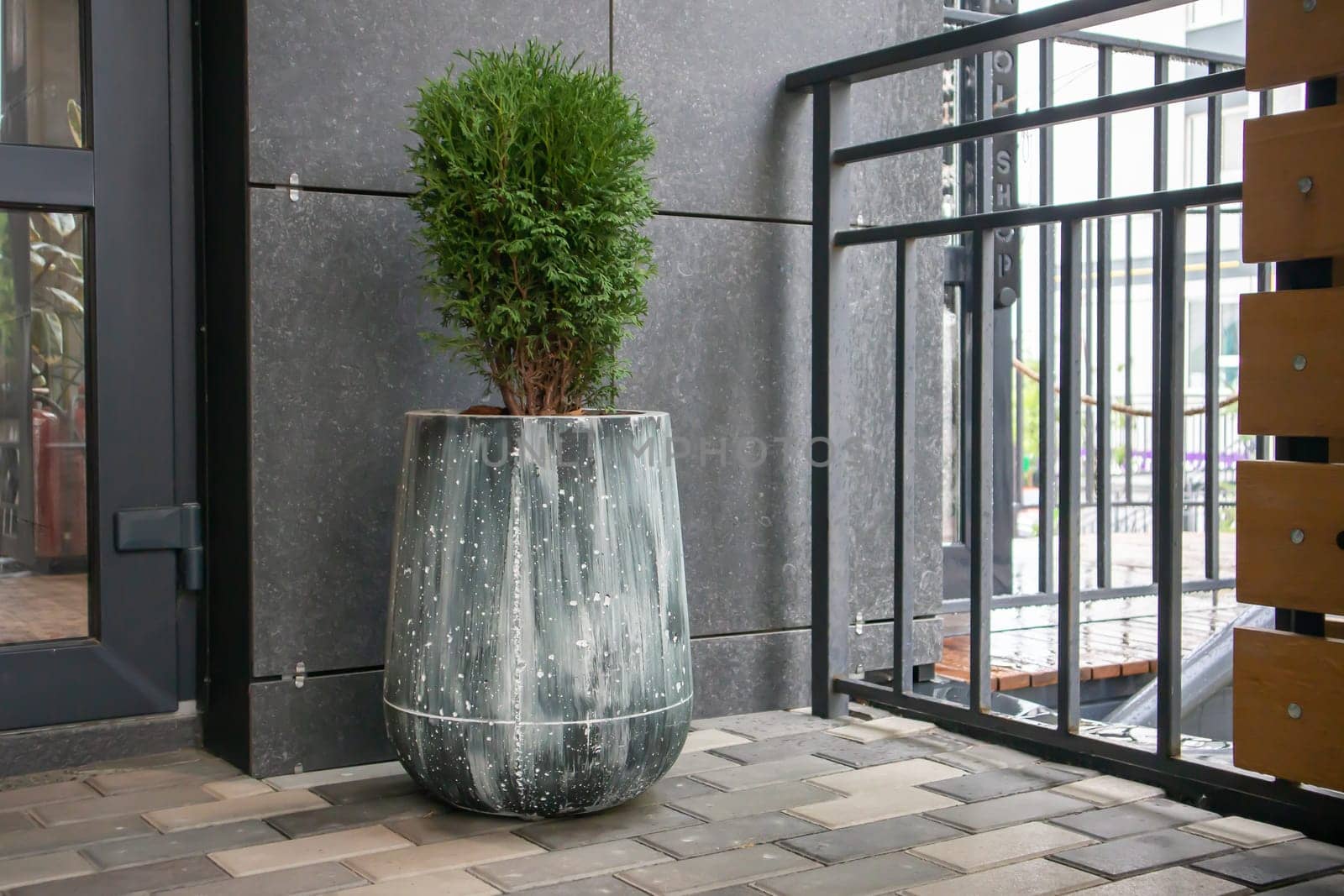 Green small spherical Chinese thuja in a concrete pot near the house at the entrance. Traditional home decorations. Entrance to the building, a pot of flowers and a small thuja
