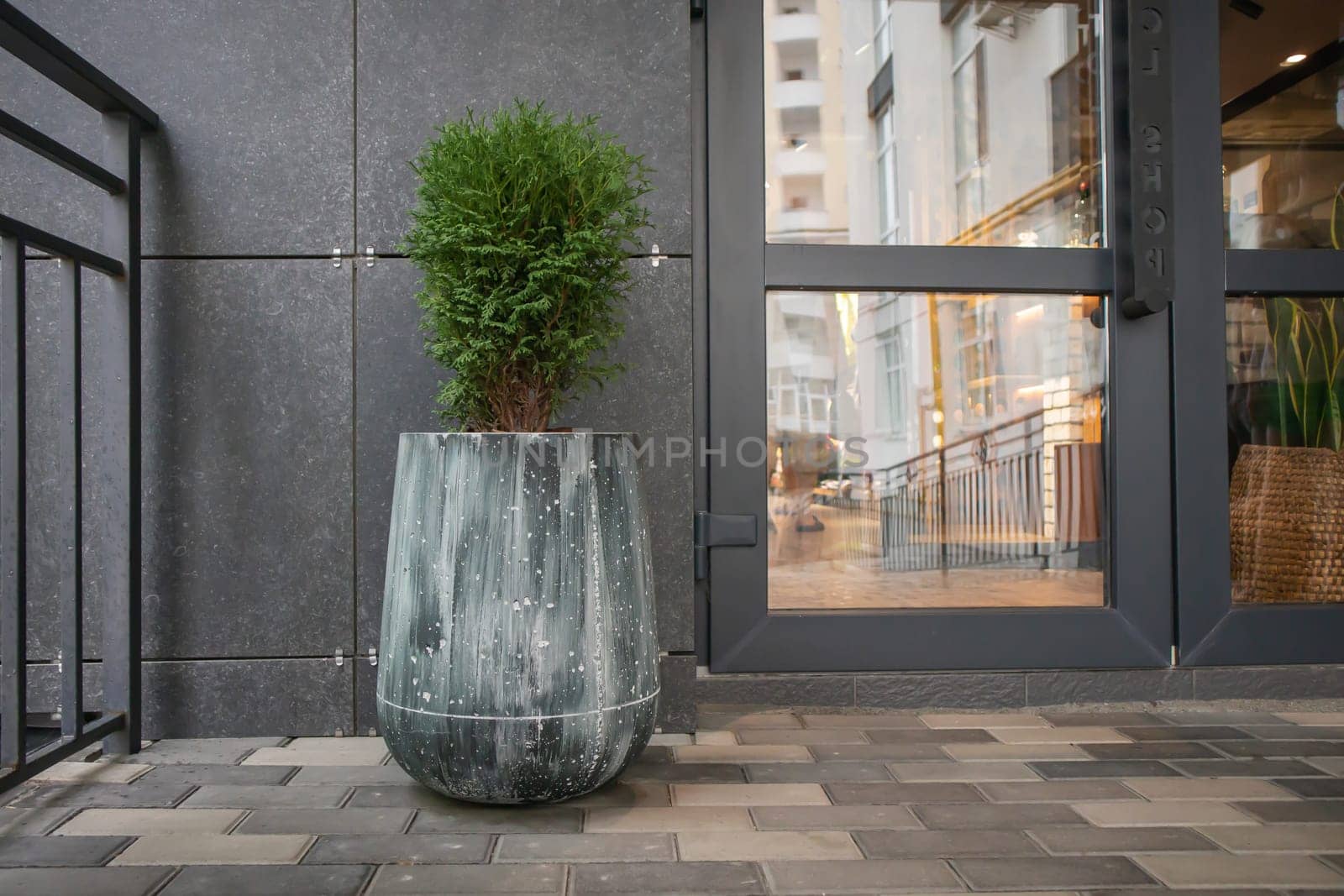 Green small spherical Chinese thuja in a concrete pot near the house at the entrance. Traditional home decorations. Entrance to the building, a pot of flowers and a small thuja