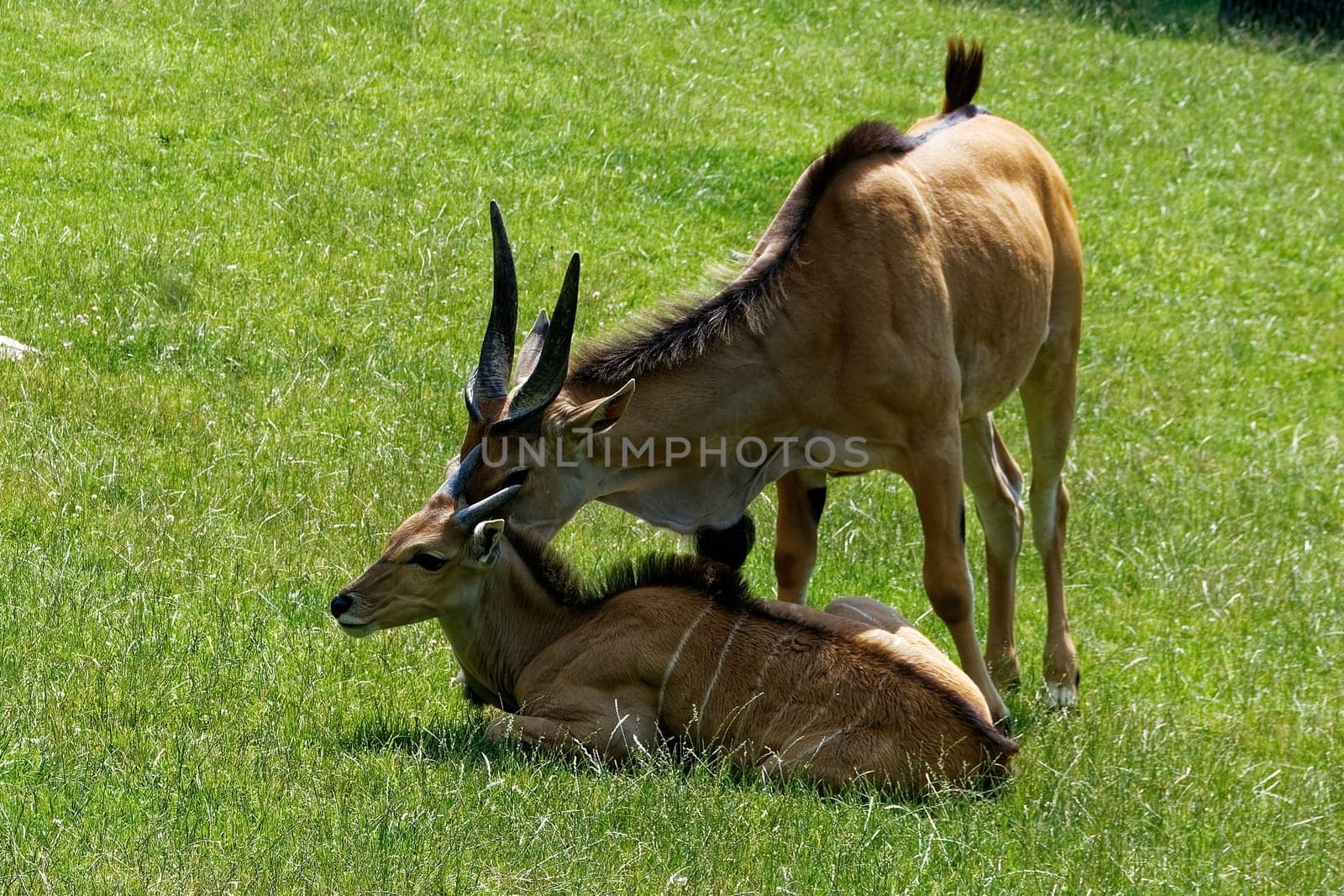 Elenantilope
