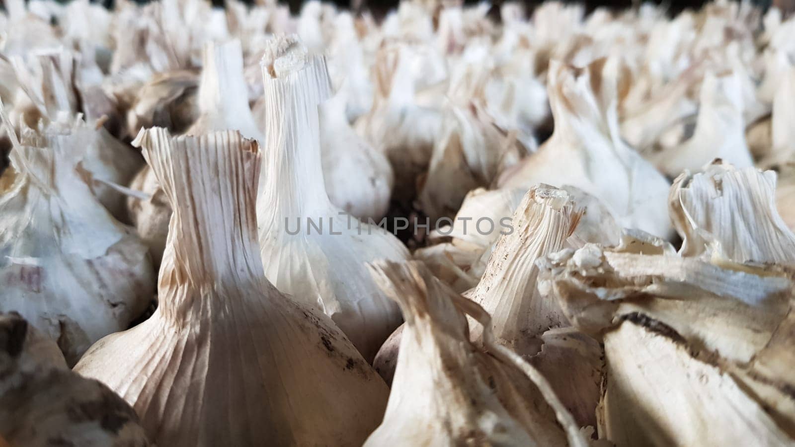 A lot of messidor garlic is spread out in the open air. This variety is high yielding good quality, ripens early and has a high yield, grown in Holland