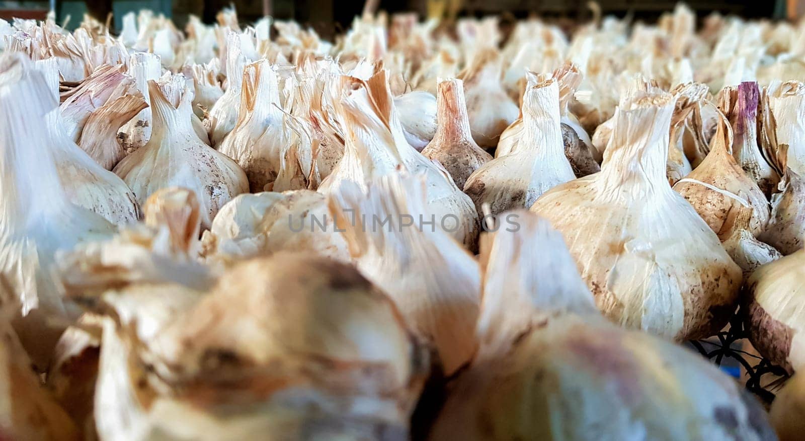 A lot of messidor garlic is spread out in the open air. This variety is high yielding good quality, ripens early and has a high yield, grown in Holland