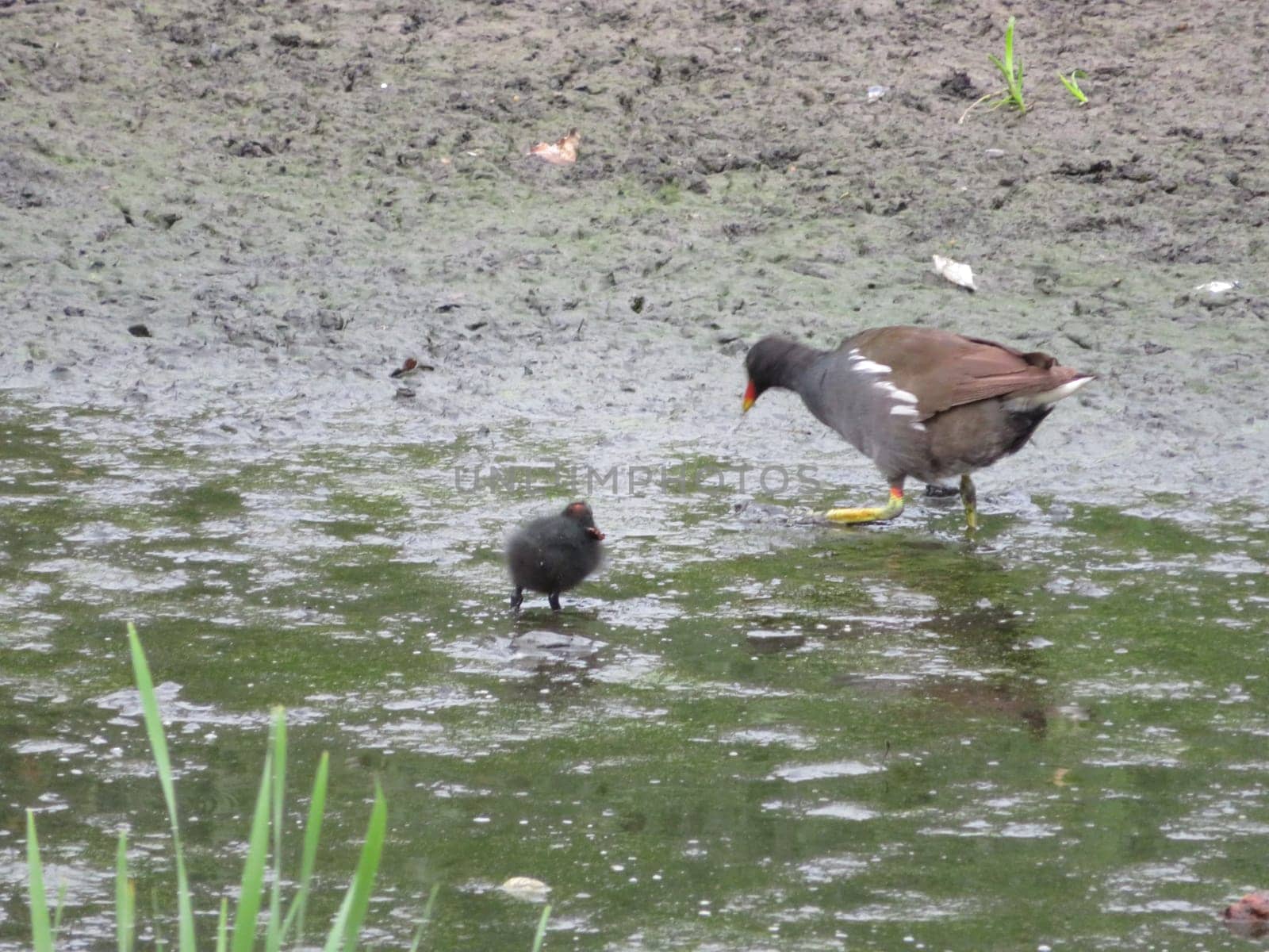 rare bird pups different unknown bird feathers