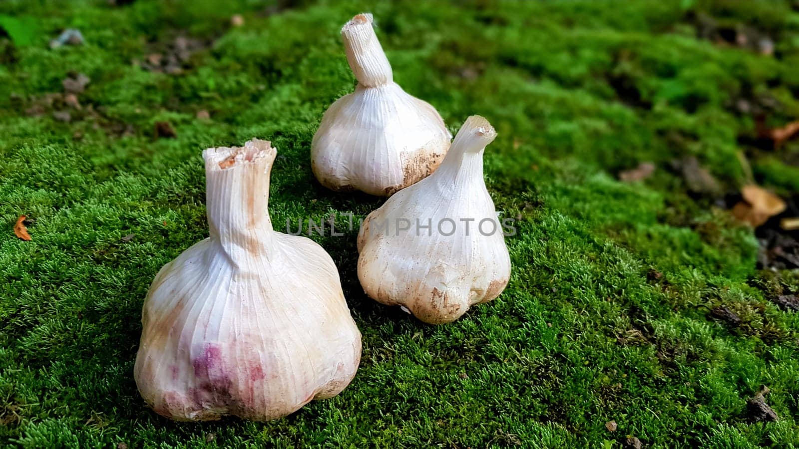 Garlic messidor on a green natural background. This variety is high yielding good quality, ripens early and has a high yield, grown in Holland