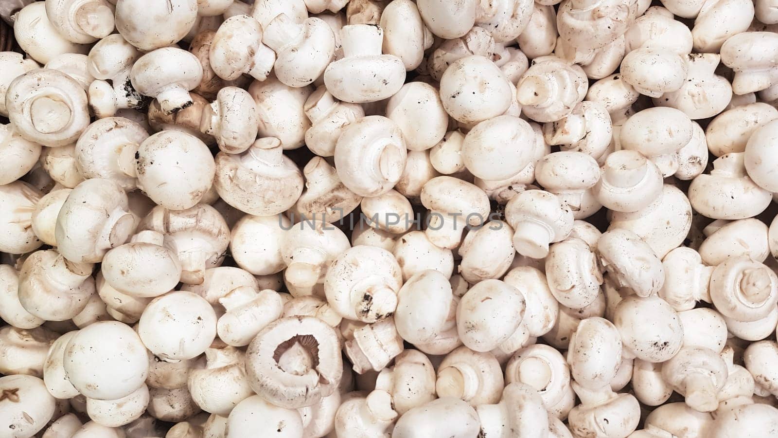 Top view of many raw champignons. White fresh ripe clean mushrooms are ready to cook. Diet or vegetarian food concept