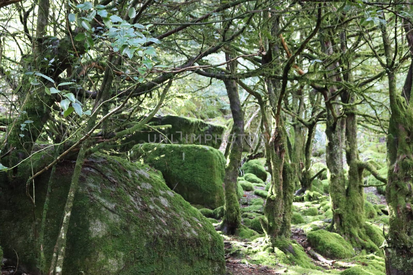 beautiful forest of trees rivers waterfalls water green moss moisture