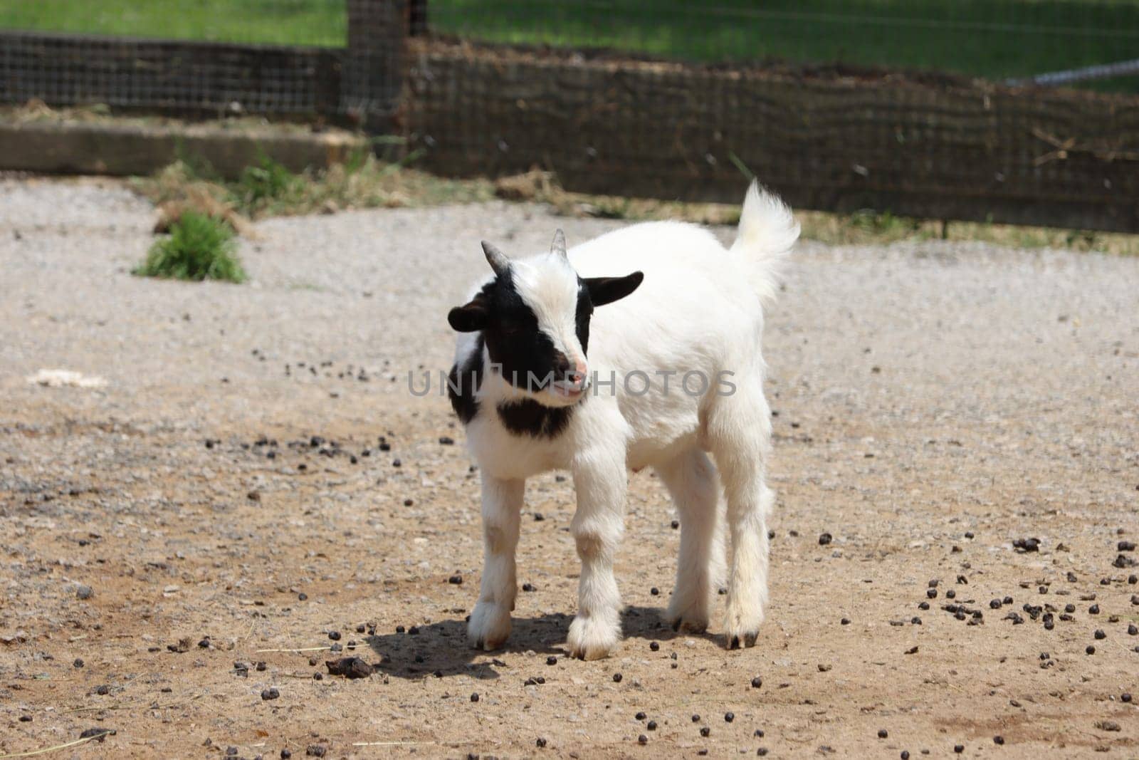 beautiful restless animal goat brave crazy funny natural
