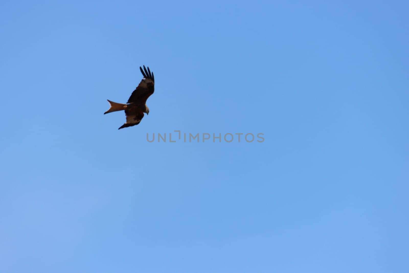 beautiful bird of prey eagle claws feathers speed flight