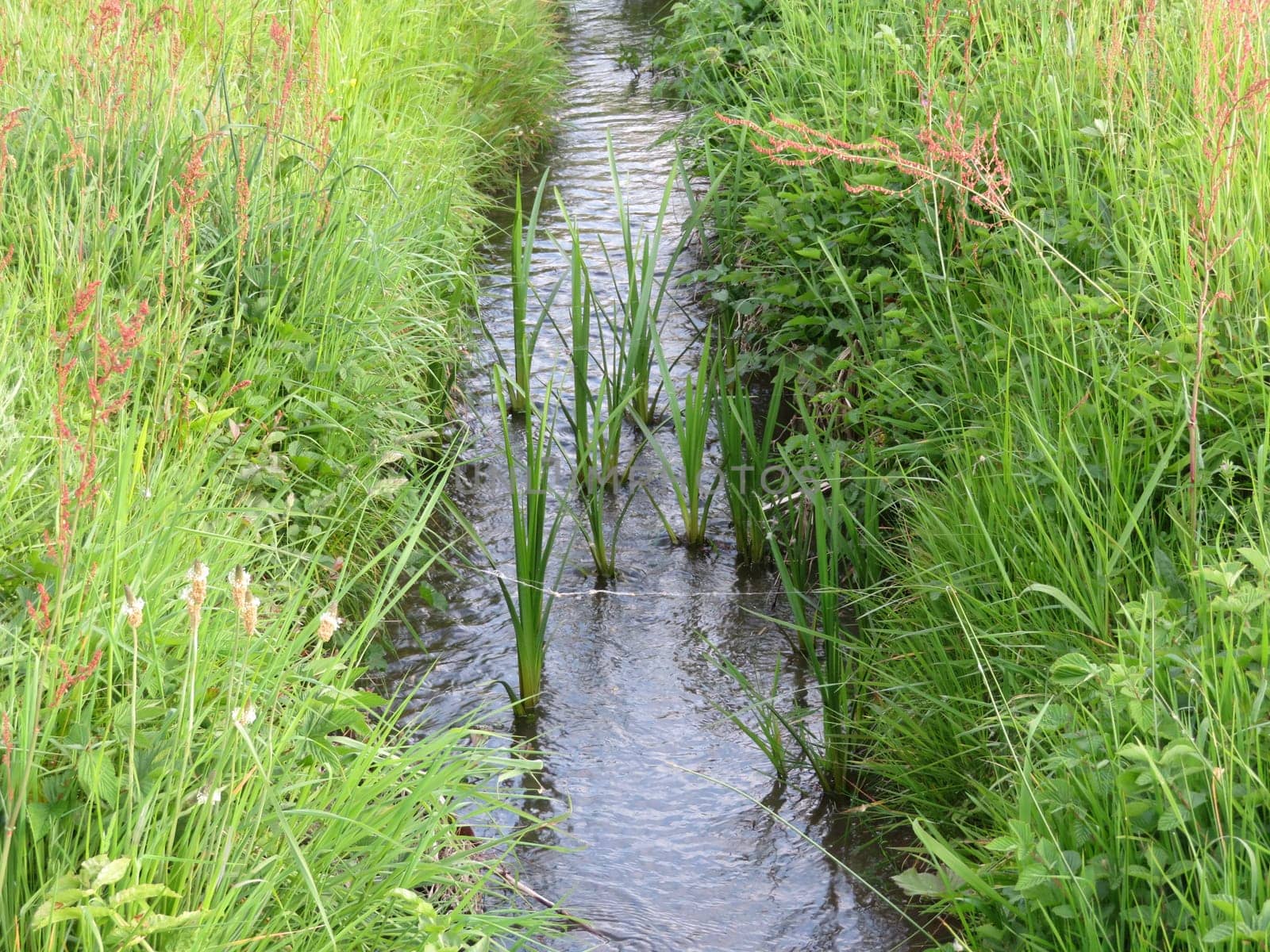 stream water boiling natural green transparent river
