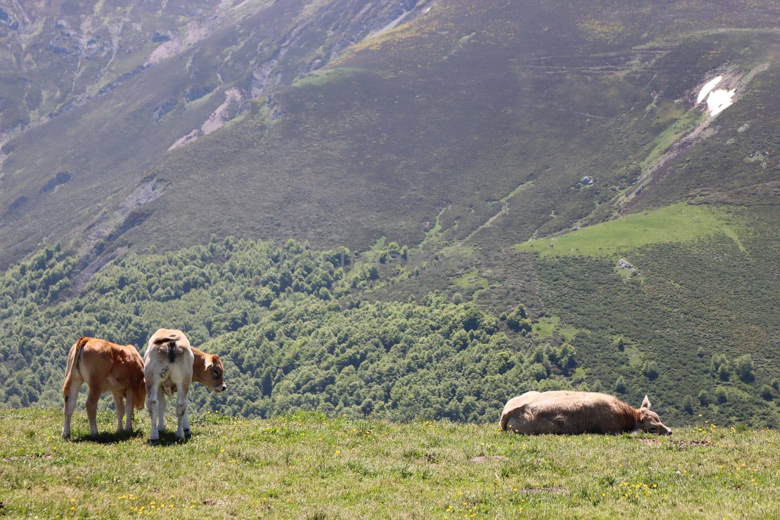 beautiful cows eating green grass feeding to give milk and meat