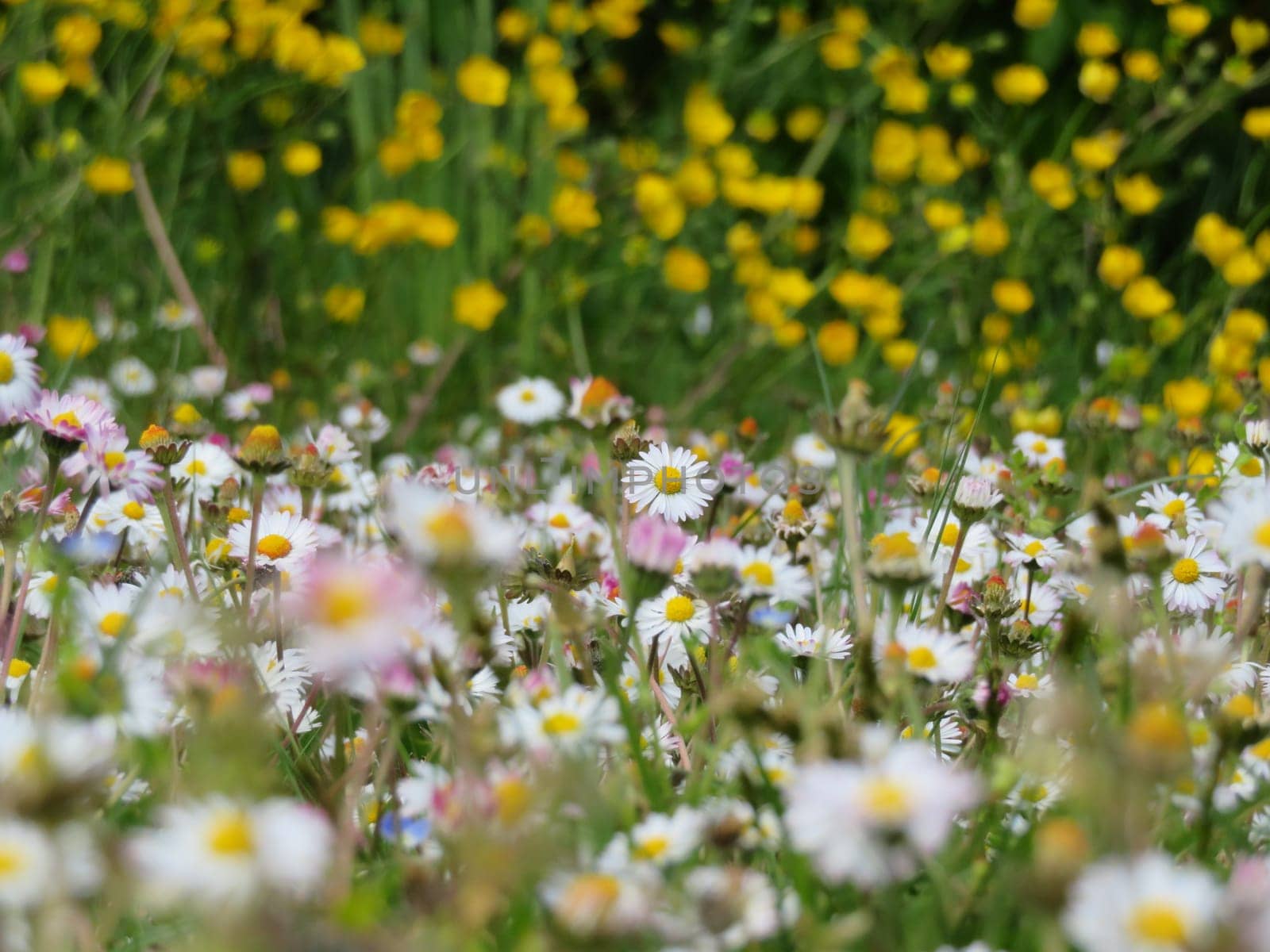spring field flowers garden beautiful joy color
