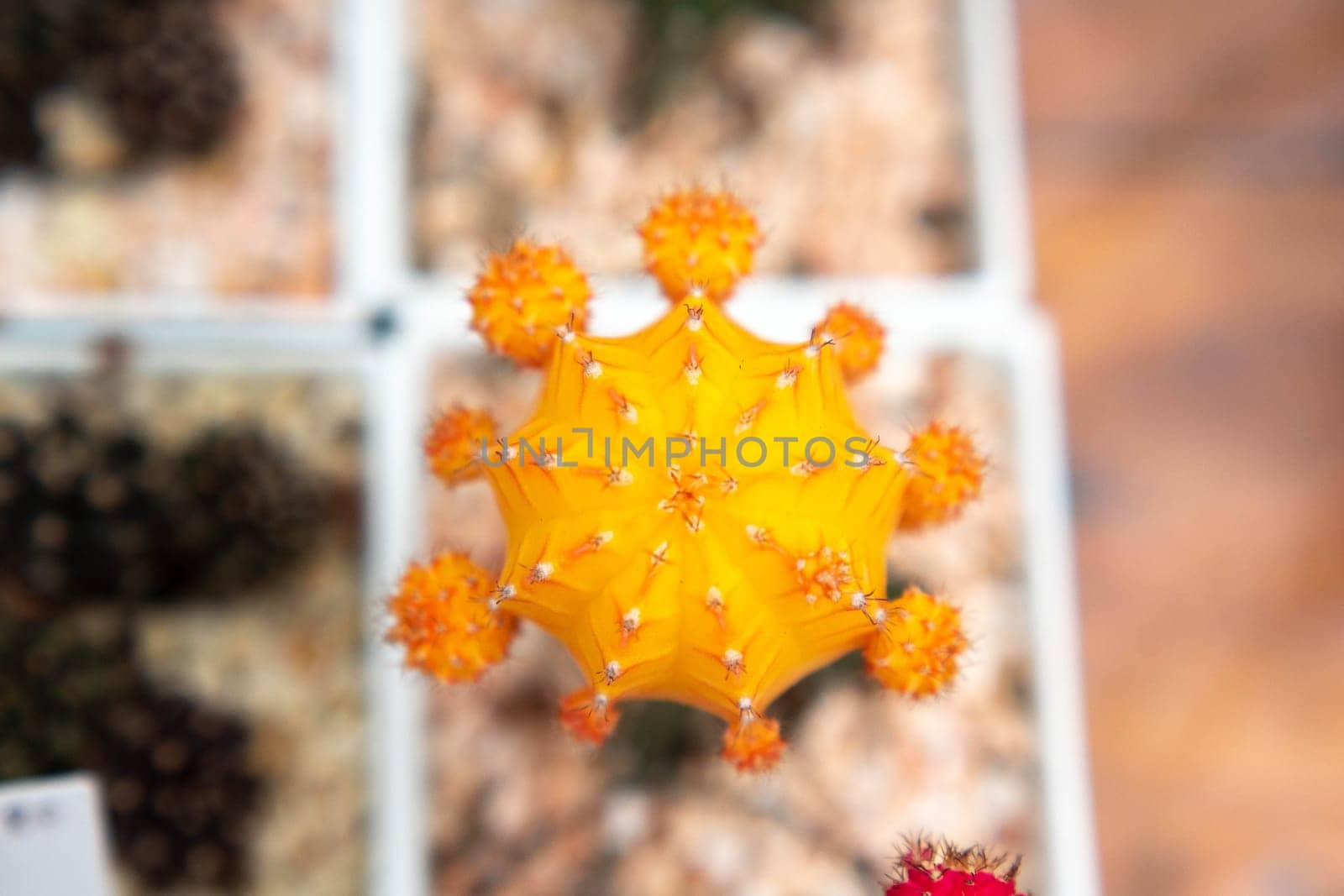 Selective focus Standing Pretty Small Cactus with an Orange Flower on Top