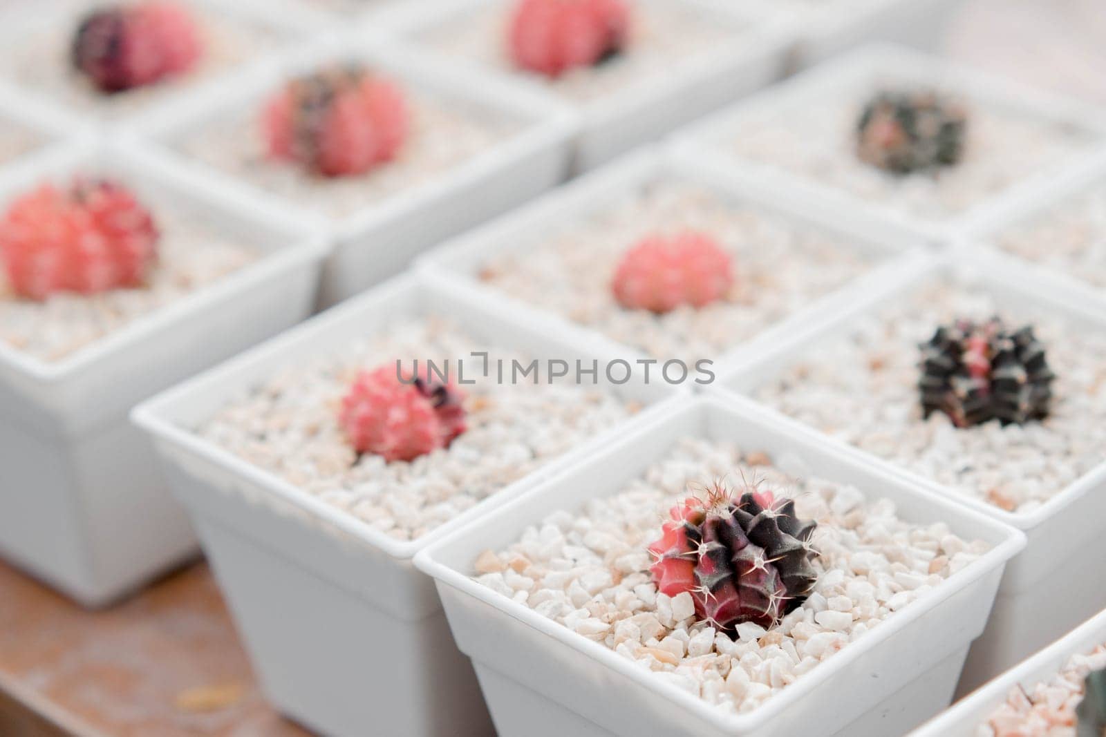 Selective focus on colorful cactus (gymnocalycium) in white jar mud within nursery plant farm