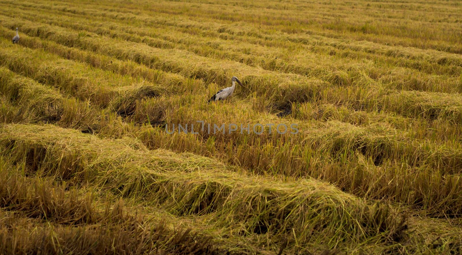 Autumn and spring birds. Bird in Agricultural field place of stop-overs. Fall season harvest field turn gold beautiful  autumn harvest brings an abundance of delicious and nutritious fruits and food.