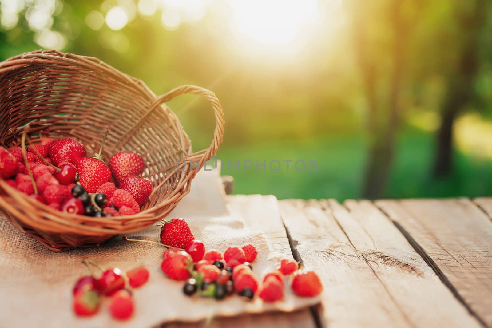 Overturned wicker basket with various berries on a piece of cloth on wooden terrace background in the blurred morning sun. Strawberry, raspberry, currant, blueberry, cherry, sweet cherries
