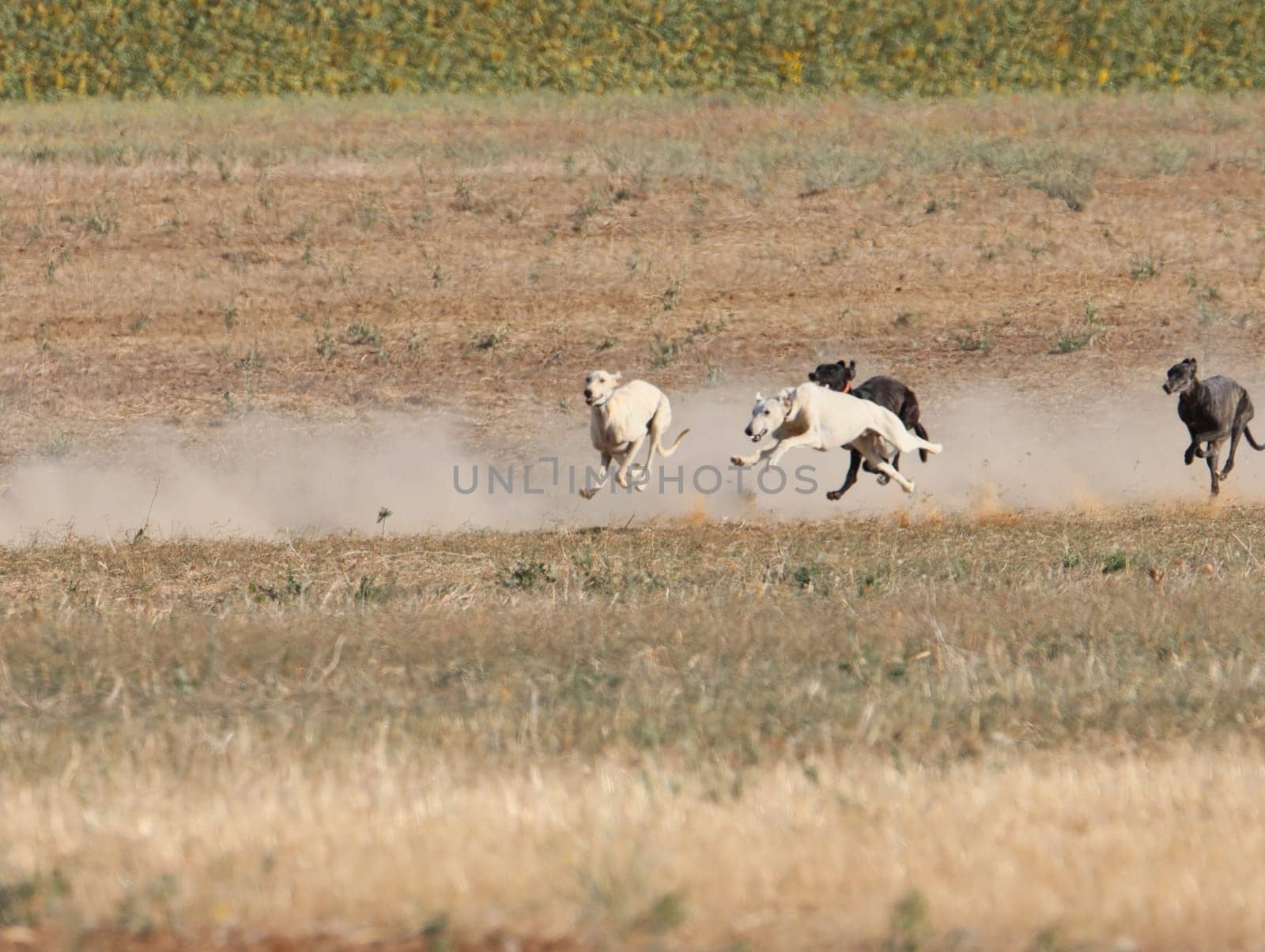 greyhound race fast dog domestic animal field hare hunting