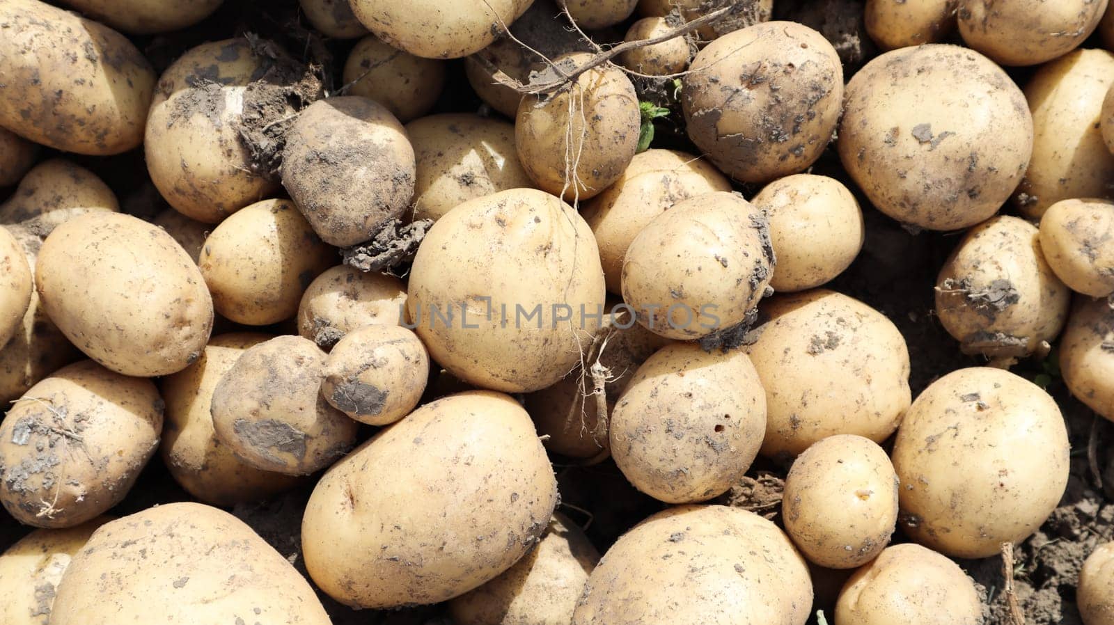 Freshly dug Riviera potatoes lie a lot on the ground in the garden. Obtained by crossing Minerva and Alkmaria. It is intended for sale on the market of early potatoes and for sale in washed form