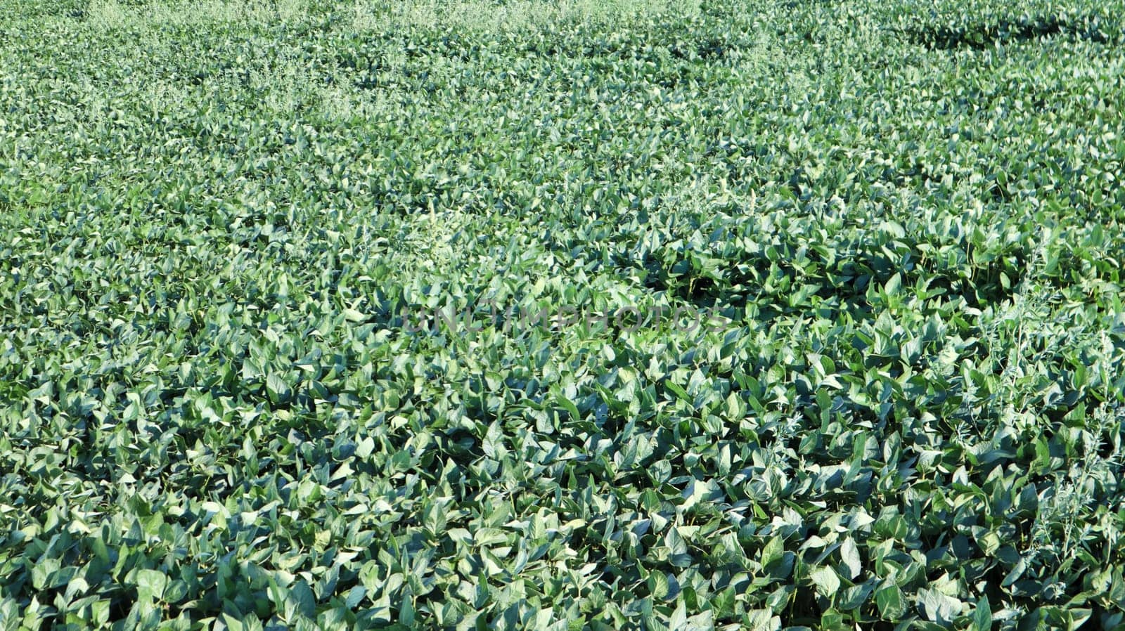 Green ripening soybean field, agricultural landscape. Soybean plantation on a sunny day