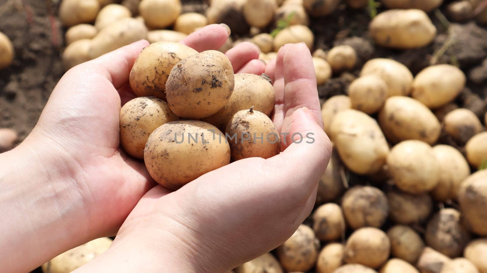 a farmer holds a young yellow potato just dug out of the ground in a vegetable garden. Harvesting and seasonal work in the field. fresh vegetables in female hands in the garden. Agriculture