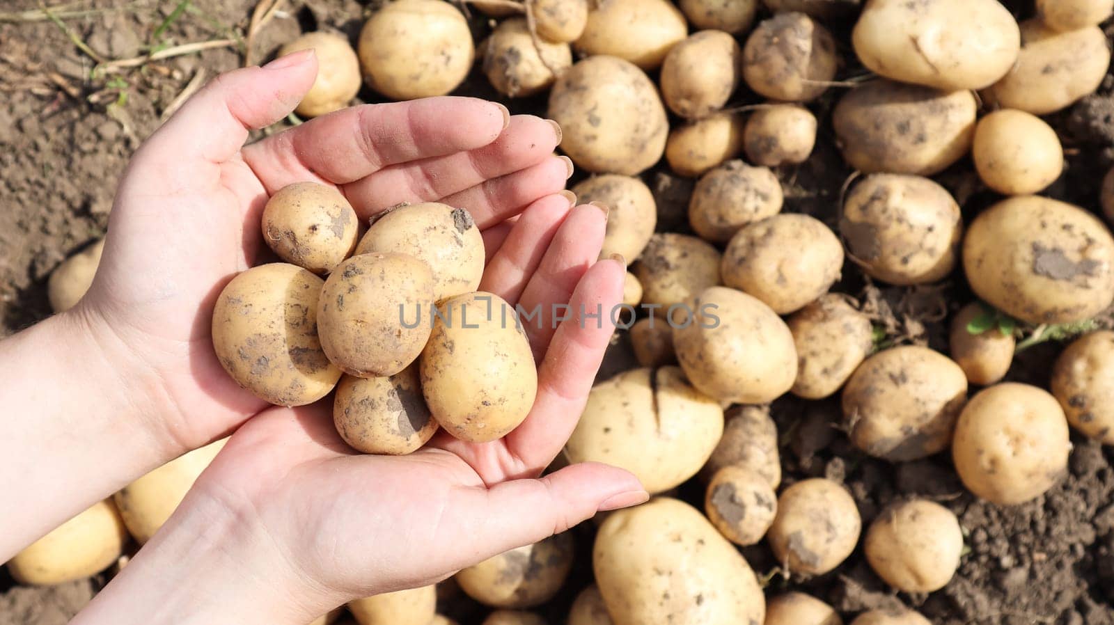 a farmer holds a young yellow potato just dug out of the ground in a vegetable garden. Harvesting and seasonal work in the field. fresh vegetables in female hands in the garden. Agriculture