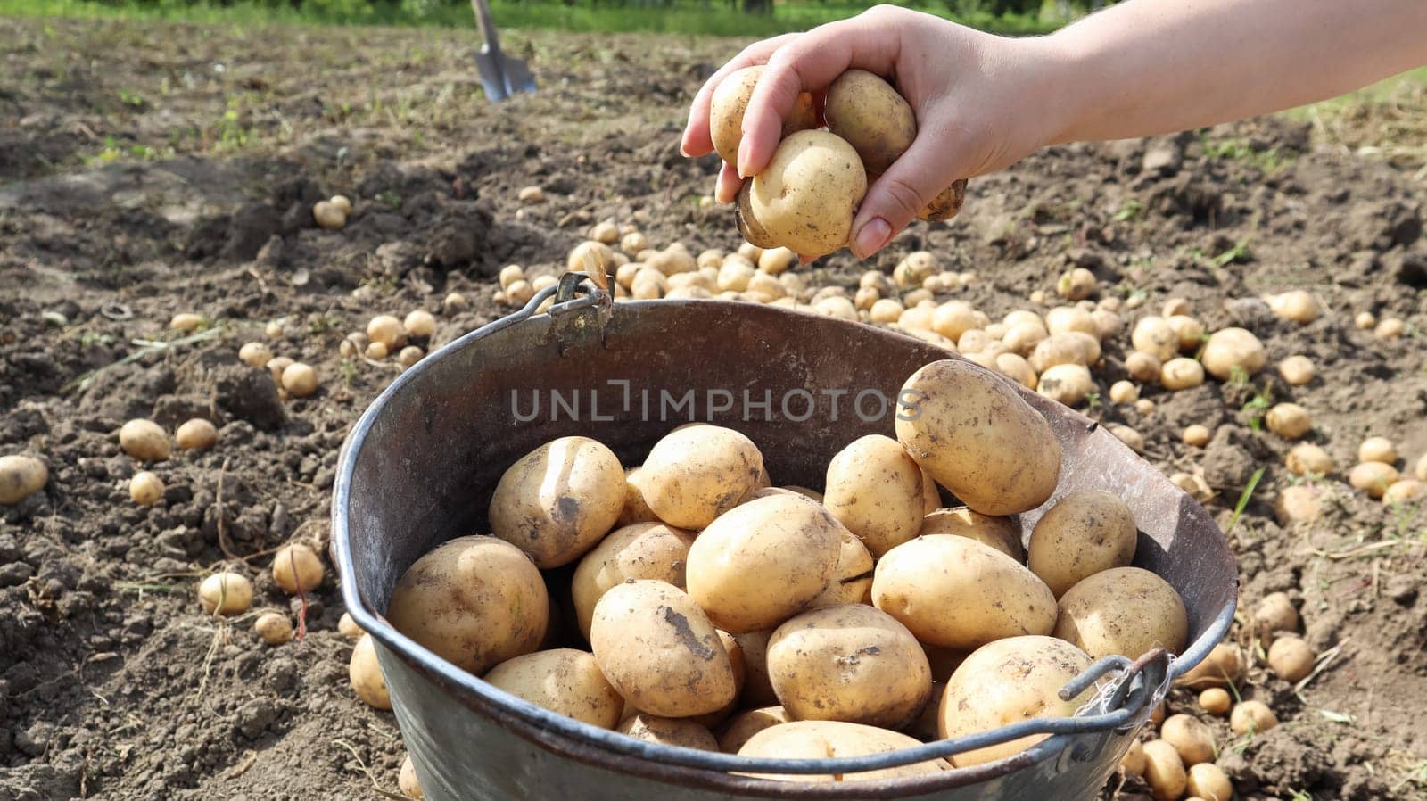a farmer holds a young yellow potato just dug out of the ground in a vegetable garden. Harvesting and seasonal work in the field. fresh vegetables in female hands in the garden. Agriculture