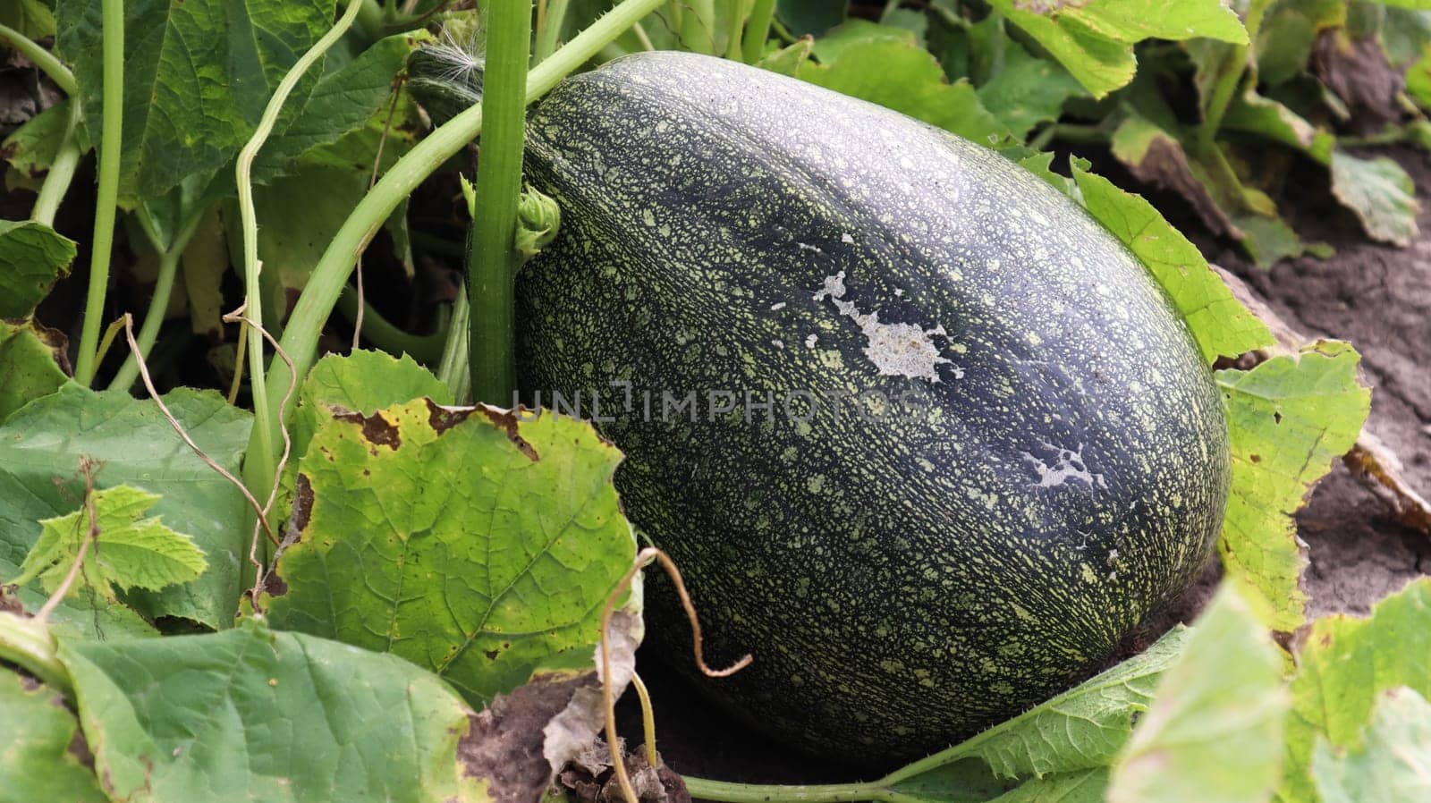 Green juicy ripening homemade organic pumpkin grows in the vegetable garden. Growing vegetables in a pumpkin plant or in a countryside garden.