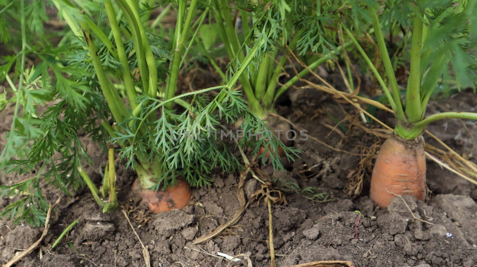 Fresh ripe organic carrots in the garden. Large and ripe vegetables in the ground. Carrot vegetable grows in the garden in an organic soil background closeup