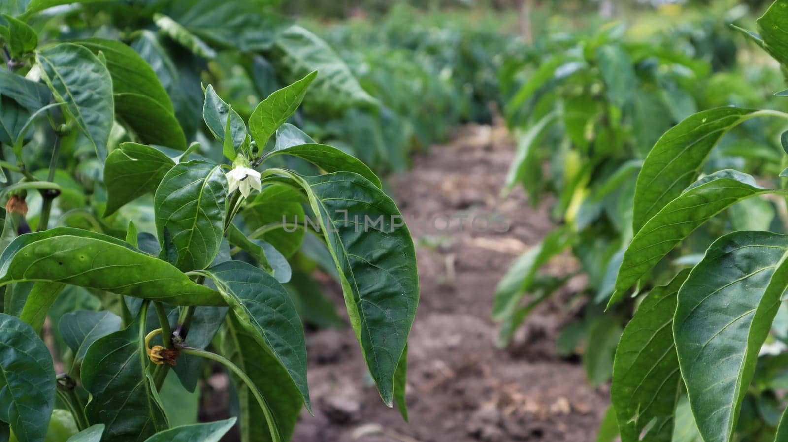Green peppers grow in the garden. Growing bell pepper or capsicum. Unripe peppers in the garden