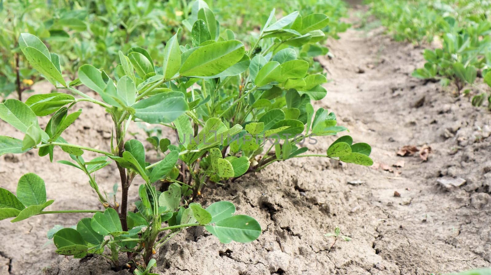 Growing organic peanuts, outdoor peanut bushes grow in the ground in the vegetable garden. Peanut tree in agricultural plantations.