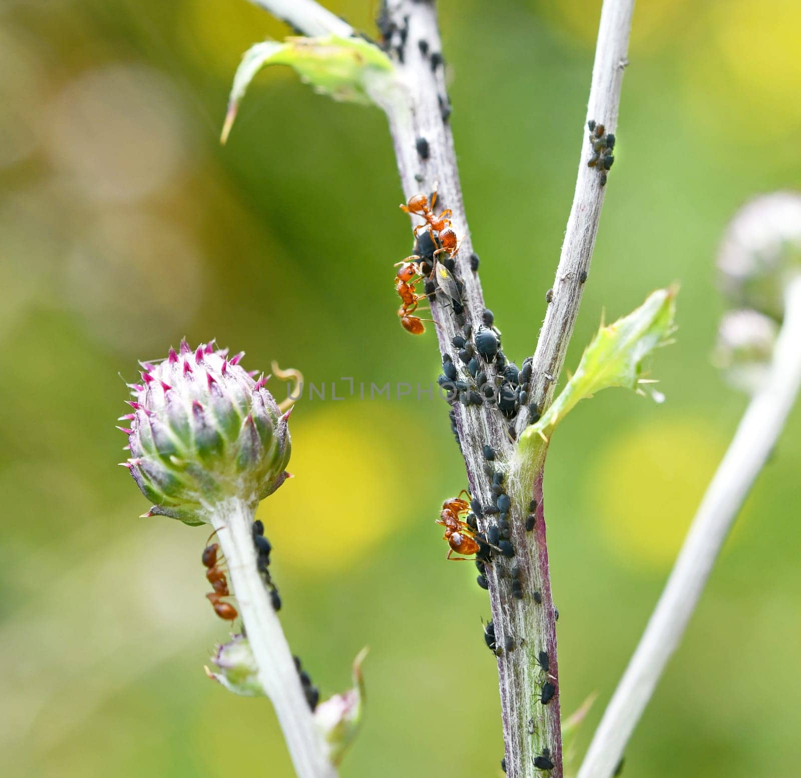 Ants and aphids in symbiosis
